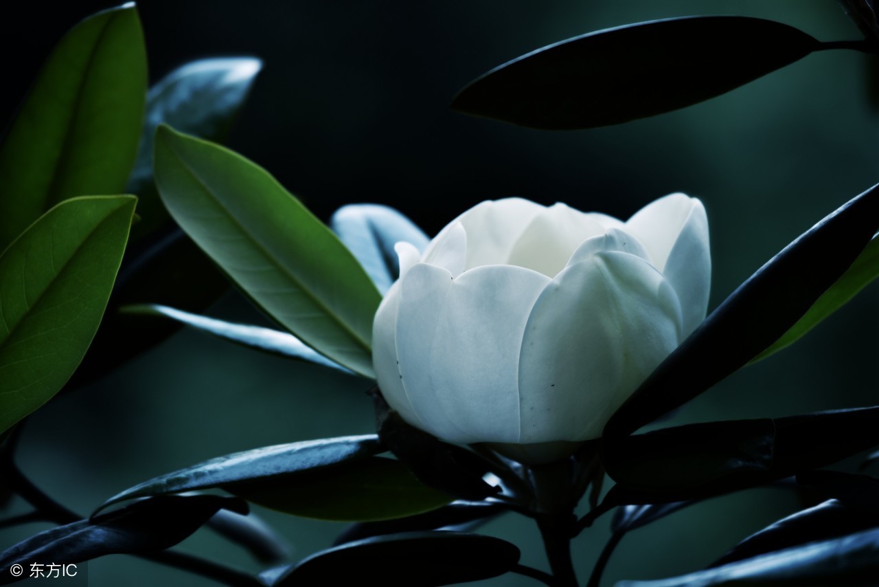 花语全套,花语lolita全套全款多少