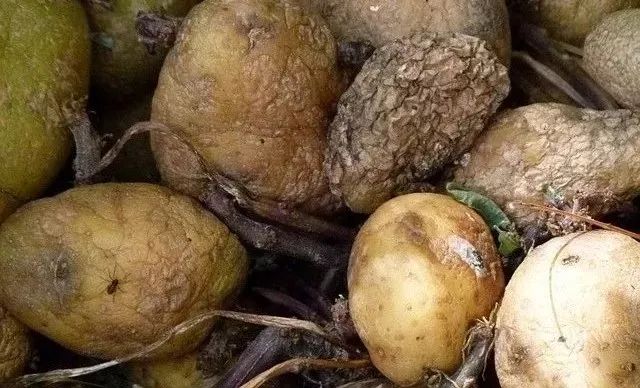 发霉食物伤肾、致癌，去掉坏的还能吃？