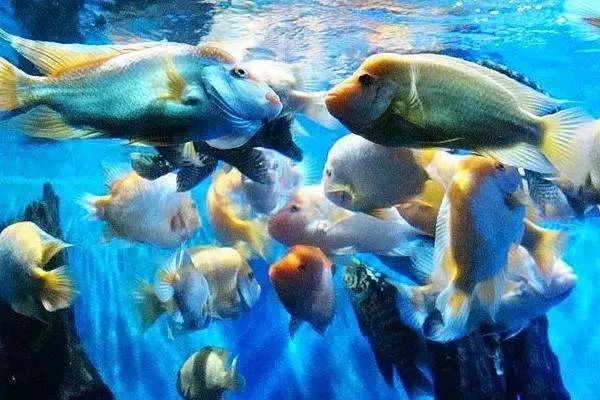 李茶的姑妈海景大别墅,李茶的姑妈在马来西亚