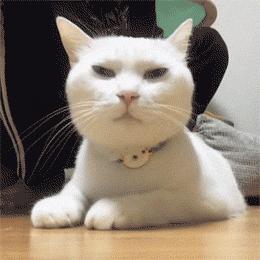 哈哈哈哈哈哈哈哈这届猫奴的智商有点高!