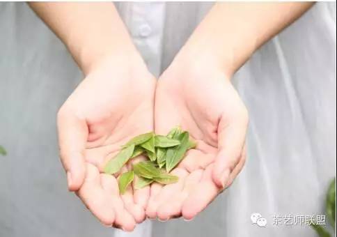 这样的茶叶你敢喝吗,这么好的茶叶你敢喝吗