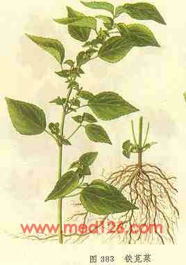 铁苋中药,铁苋菜的吃法