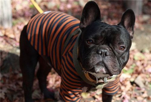 狗狗不喝水会得尿结石吗,狗狗尿结石不爱喝水怎么回事