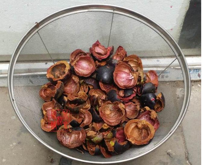 35一斤的大山竹，吃完了“核”扔花盆里，就算不结，赏个叶也行