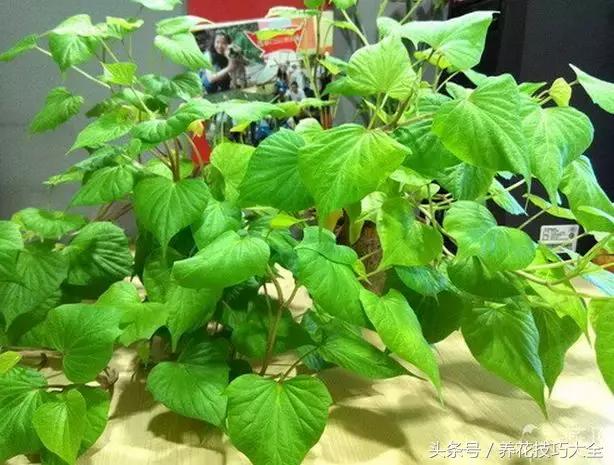 盆栽花生的变化,最好看的盆栽花生