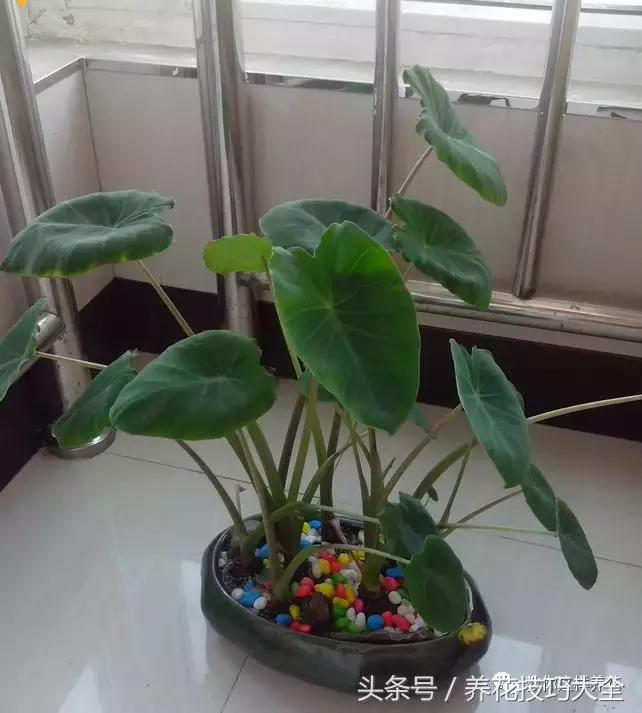 盆栽花生的变化,最好看的盆栽花生