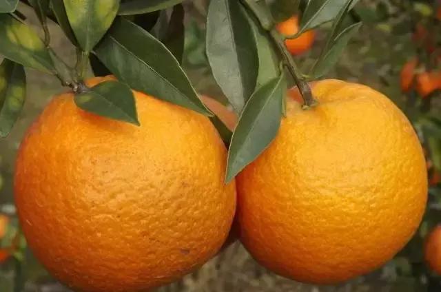 当潮汕人方言遇上普通话,当潮汕话遇上日语粤语普通话