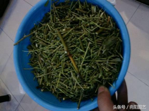 养花首先要养土,养花先养根合理的配土很重要