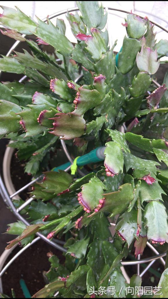 养花首先要养土,养花先养根合理的配土很重要