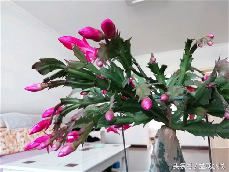 哪种盆栽吸甲醛效果最好,哪些植物对猫咪无毒又能吸附甲醛