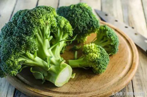 切记这几种食物不宜久放于冰箱,30种狗狗不能吃的食物喂狗误区