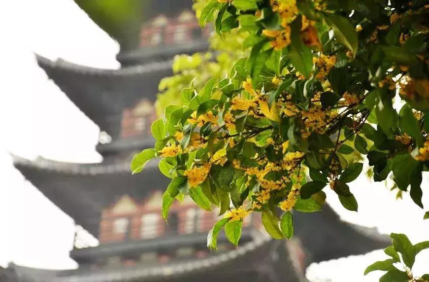 赏桂好去处,金秋赏桂好去处