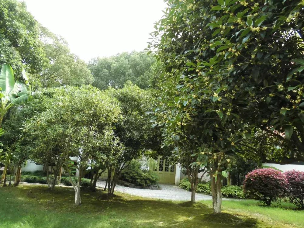 赏桂好去处,金秋赏桂好去处