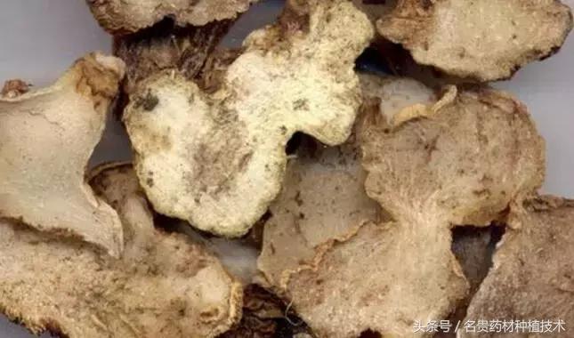 种植白芨能发家致富,野生白芨怎样种植成活率高