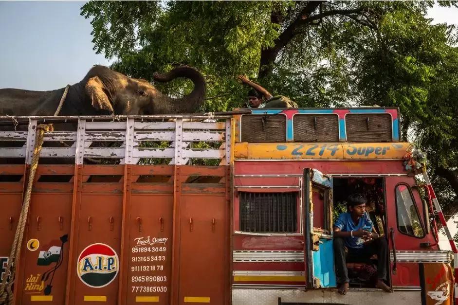 致死十余人!悍虎食人成患民兵无奈使出绝招:CK男士香水