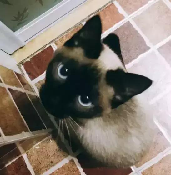 暹罗怎么不变白,暹罗变黑变不回来怎么办