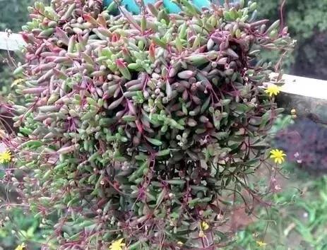 有极强的适应能力,超强适应能力