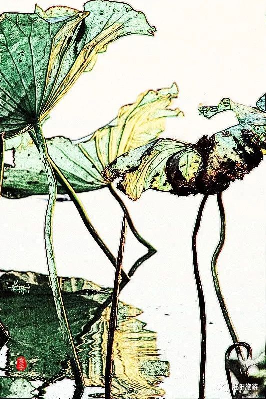 淮阳龙湖荷花盛景照片及描写,淮阳龙湖荷塘