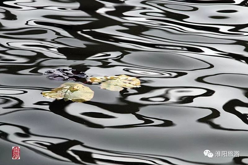 淮阳龙湖荷花盛景照片及描写,淮阳龙湖荷塘