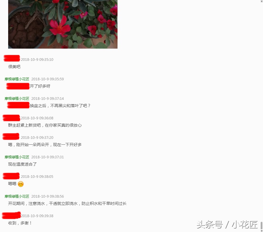 茶花黑尖黑叶落叶怎么办,茶花黑尖掉叶怎么补救