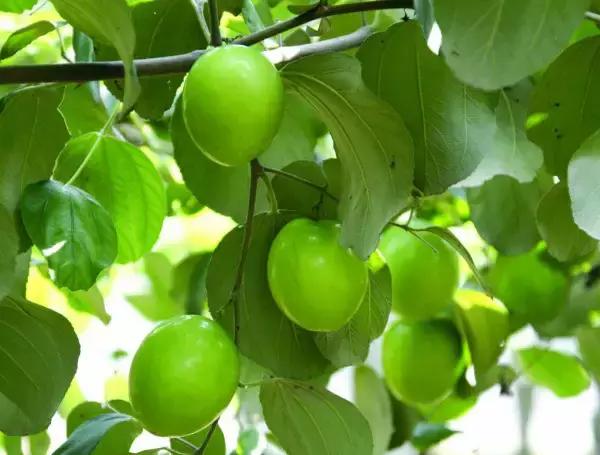 海南人最喜欢吃的食物,海南人吃最多的是什么