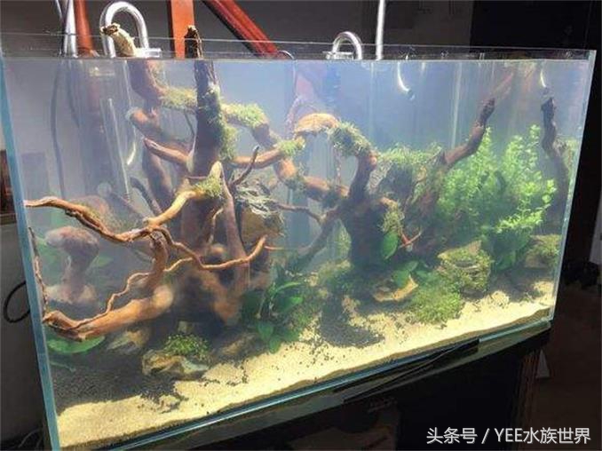 水草泥开缸水浑要等多久,鱼缸放水草泥水浑了怎么办