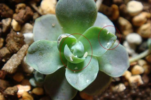 多肉白色的虫子怎么消灭,冬天多肉长白色的小虫子怎么办