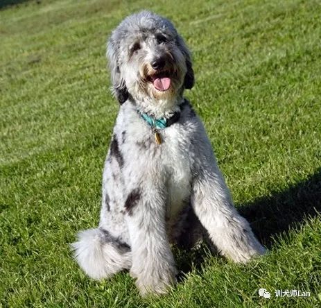 拉布拉多贵宾犬的优缺点,拉布拉多和贵宾犬哪个好养