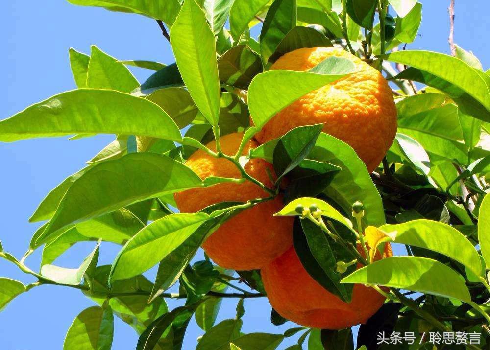 咏橘绝句,咏橘的诗