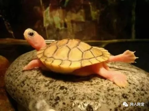 龟市行情回顾,龟市低迷却是新人入手的最好时机