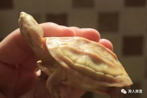 龟市行情回顾,龟市低迷却是新人入手的最好时机