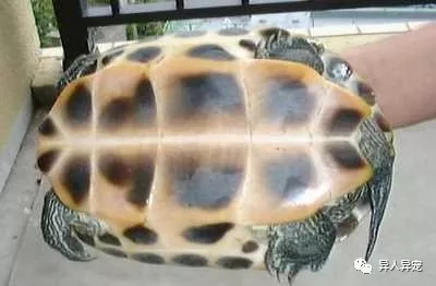 龟市行情回顾,龟市低迷却是新人入手的最好时机