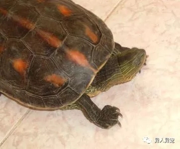 龟市行情回顾,龟市低迷却是新人入手的最好时机