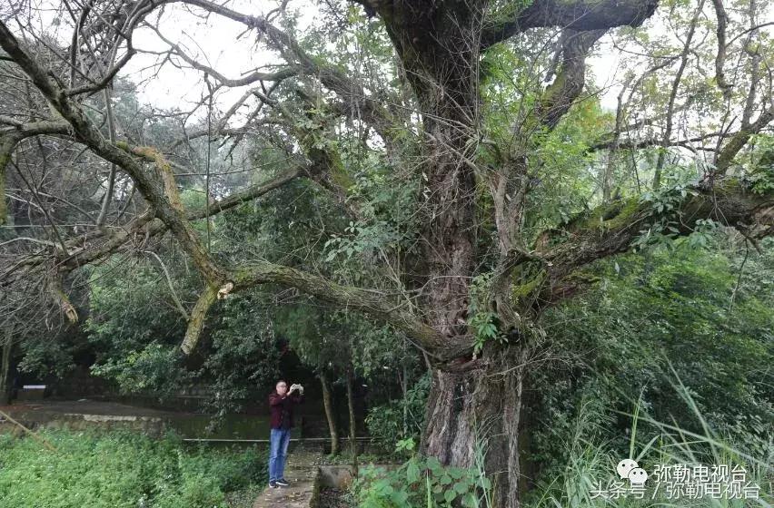 云南红河弥勒瀑布,弥勒滴水滩瀑布