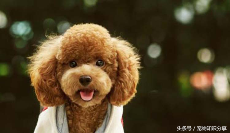 狗狗细小病毒初期怎么治疗,狗狗细小病毒是通过什么传播途径