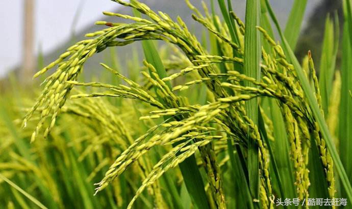 申请农业补贴公司还是合作社,农业合作社购买农机补贴政策