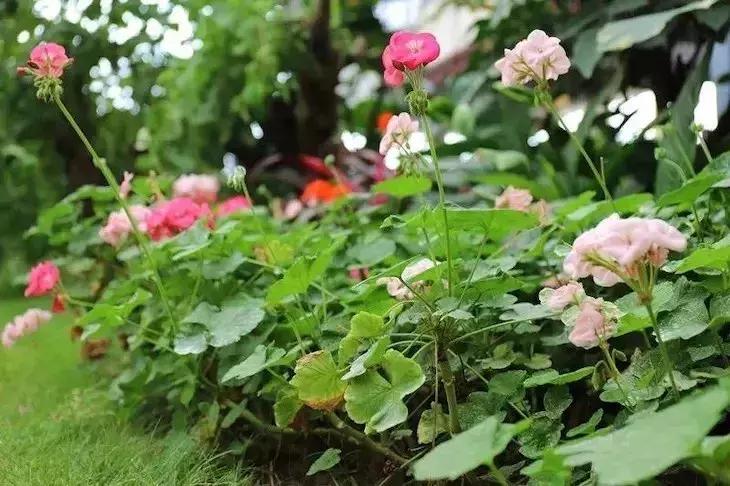 周末全家进山休闲玩嗨,全家出游赏花