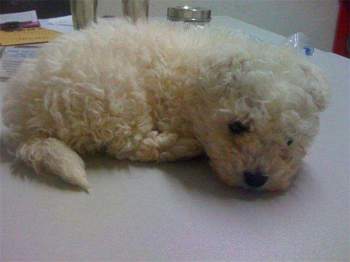 比熊不能遛很爱脏,比熊犬什么时候可以洗澡