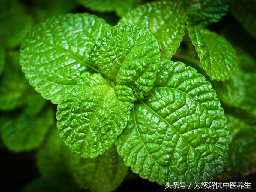 便秘的人能吃桂枝吗,水果吃多了便秘