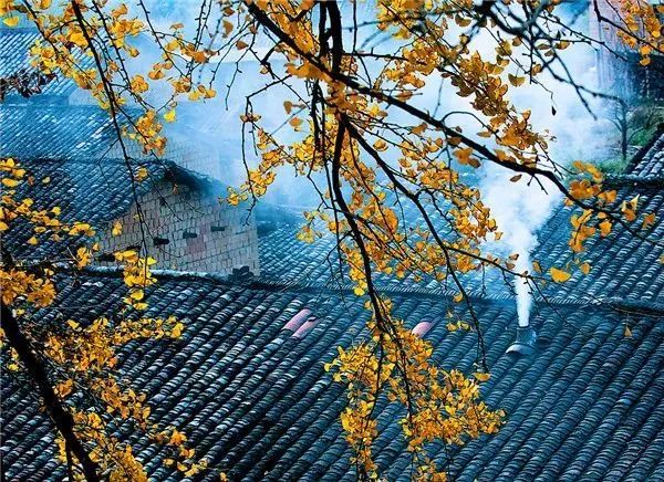 秋在广东很珍贵，若不细心寻找，它便静静地离开了