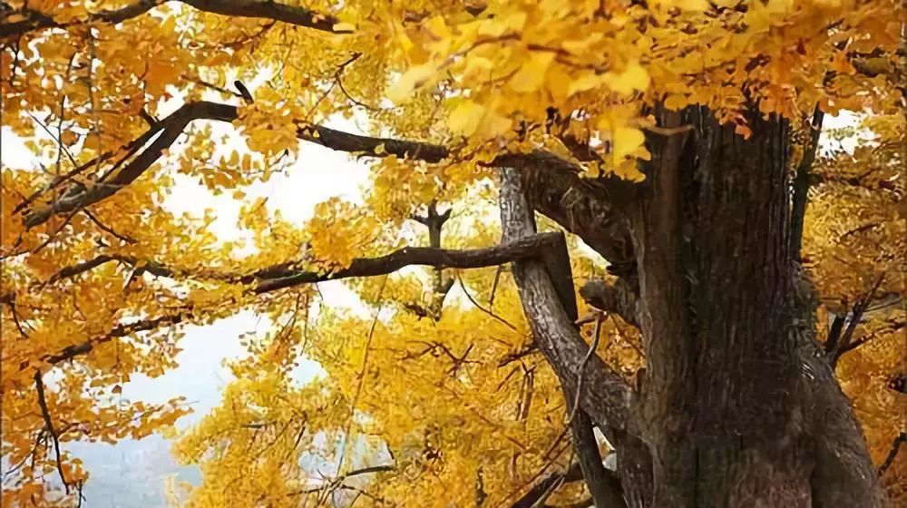秋在广东很珍贵，若不细心寻找，它便静静地离开了