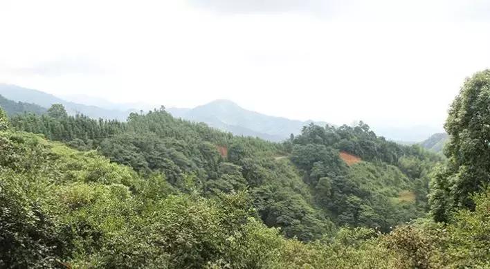 土蜂蜜营养有什么区别,土蜂蜜比普通蜂蜜营养价值更高吗