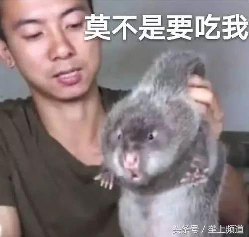 养竹鼠可以发家致富吗,养竹鼠需要大量的竹子吗