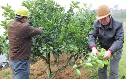 柚子要高产这四次施肥很重要,柚子的种植方法怎么才能结果