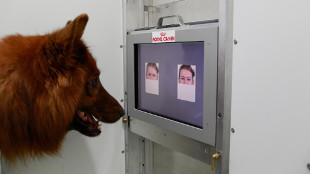 检测狗检测些什么,检测狗狗智商