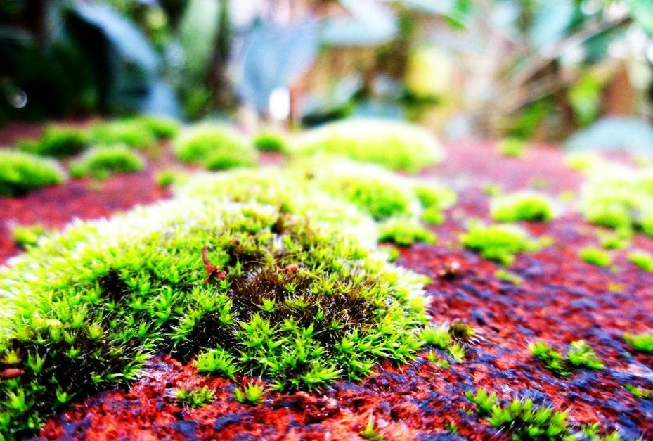 大棚地上长青苔用什么办法治,大棚里青苔怎么处理