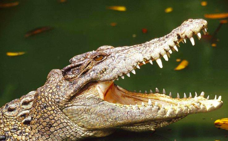 牛油果的营养是否被夸大了,牛油果吃法牛油果怎么吃最有营养