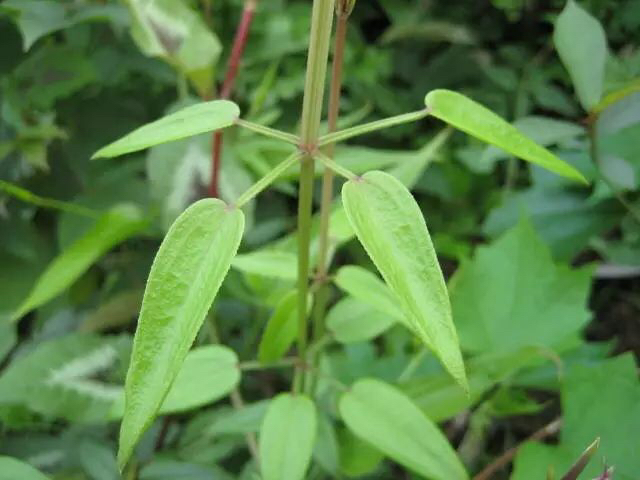 中药材茜草种植方法,中药材茜草视频