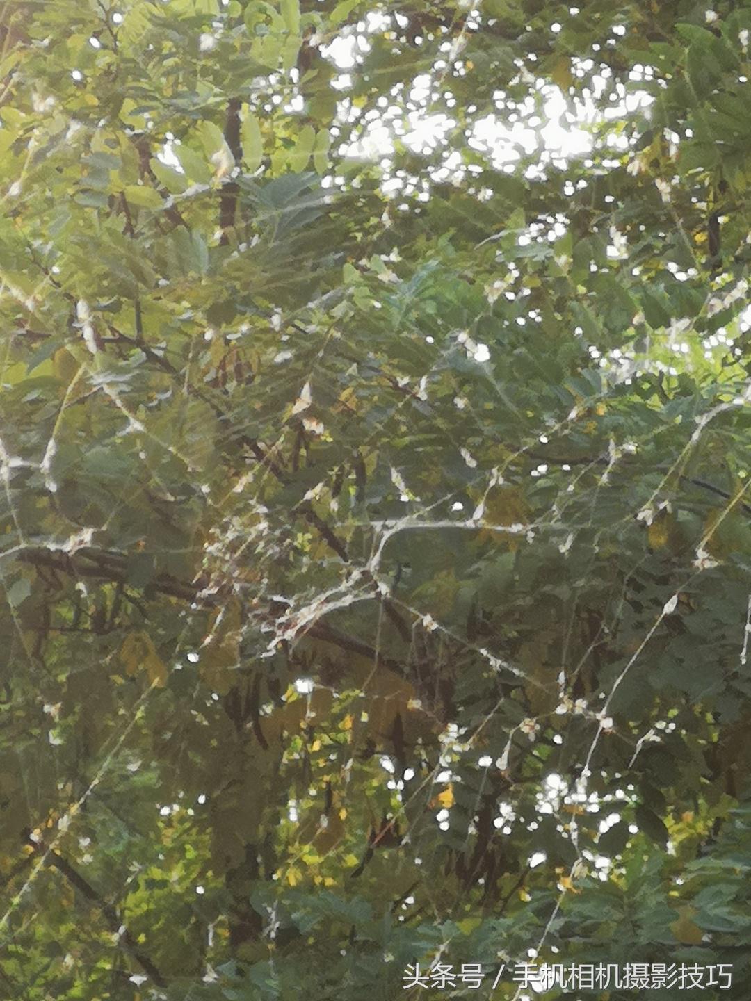 手机怎么拍出单反的效果,手机如何拍出单反相片