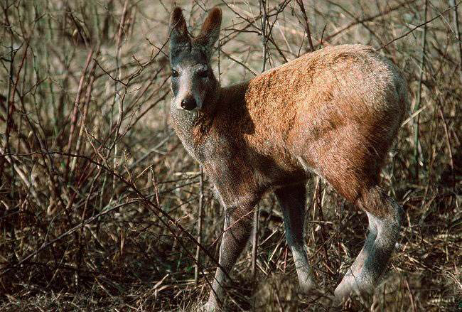 中药材郁金,麝香止痛贴膏对胎儿有影响吗